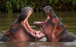 Escobar’ın su aygırlarına itlaf. "Başka çaremiz yok" diye duyurdular