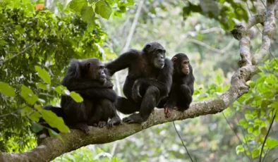 Şempanzelerde ilk kez 'iç savaş' gözlemlendi