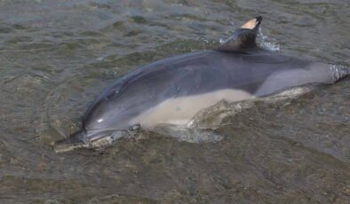 Trabzon'da ölü yunus sahile vurdu