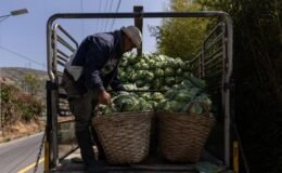 Lahanaların altından tonlarca uyuşturucu çıktı