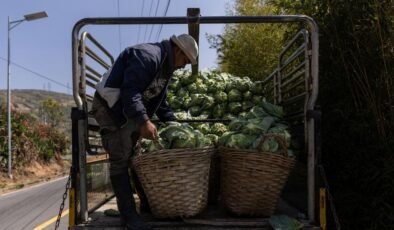 Lahanaların altından tonlarca uyuşturucu çıktı