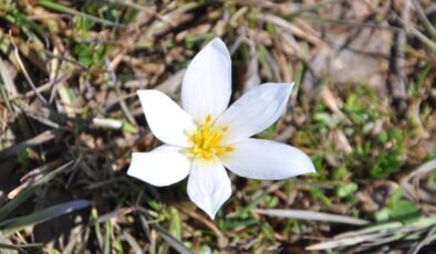 Yer: Bitlis… 'Baharın habercisi' çiğdemler arazileri renklendirdi