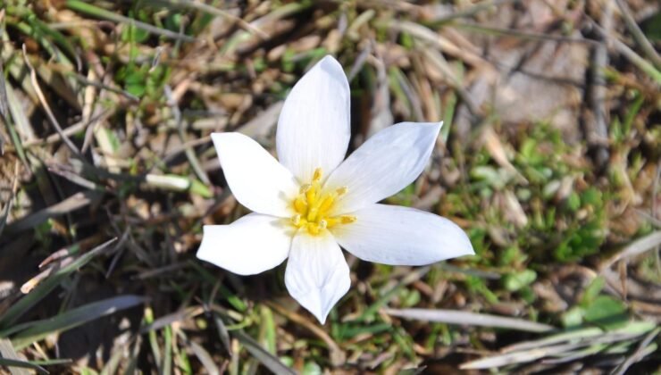 Yer: Bitlis… 'Baharın habercisi' çiğdemler arazileri renklendirdi