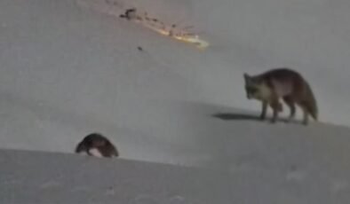 Hakkari’de iki tilkinin oyunu görenleri hayran bıraktı