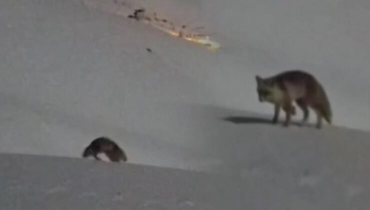 Hakkari’de iki tilkinin oyunu görenleri hayran bıraktı