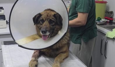 Köpeği havladığı için kurşunladılar! Adını 'Kurşun' koydular