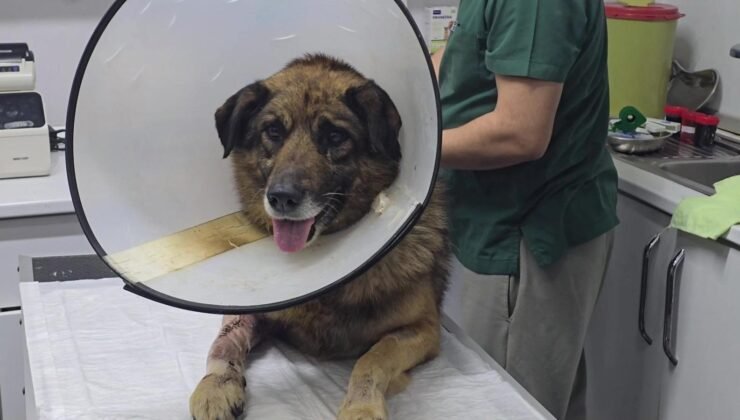 Köpeği havladığı için kurşunladılar! Adını 'Kurşun' koydular