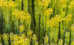 En acı biber bile yanında hafif kalır! Bir dokunuşu ciddi yanıklara neden oluyor