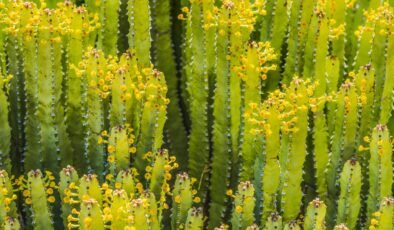 En acı biber bile yanında hafif kalır! Bir dokunuşu ciddi yanıklara neden oluyor