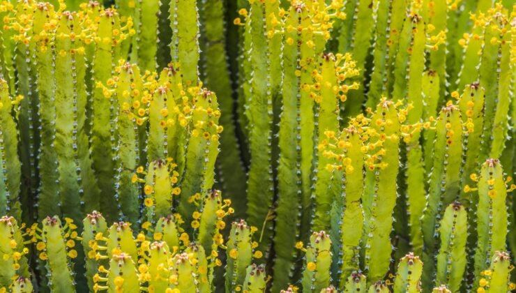En acı biber bile yanında hafif kalır! Bir dokunuşu ciddi yanıklara neden oluyor