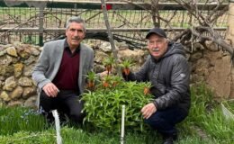 Gözleri gibi koruyorlar! Dokunması bile yasak: Koparmanın cezası 700 bin TL!