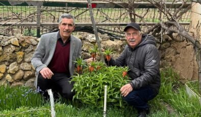 Gözleri gibi koruyorlar! Dokunması bile yasak: Koparmanın cezası 700 bin TL!