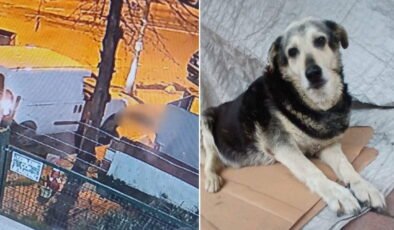 Kadıköy’de vicdanları sızlatan olay: Kargo aracı mahallenin maskotu 'Pakize'yi ezdi!