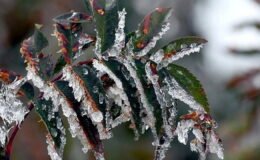 Bakanlıktan üreticilere 'zirai don' uyarısı