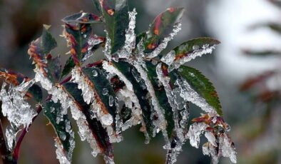 Bakanlıktan üreticilere 'zirai don' uyarısı