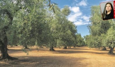 Depremin yıktığı kentte Limak’ın 4 bin ağacı keseceği proje onaylandı: Hatay’a yeni darbe