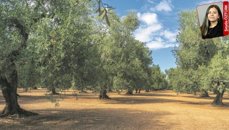 Depremin yıktığı kentte Limak’ın 4 bin ağacı keseceği proje onaylandı: Hatay’a yeni darbe