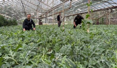 Antalya’da ezber bozan hasat: Yaz gelmeden tezgaha indi!
