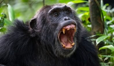 500 Yılda Bir Yaşanan Şempanze İç Savaşı Patlak Verdi!