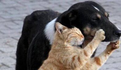 4 Nisan Dünya Sokak Hayvanları Günü’nde uzmanlar tedavide eşitsizliğe dikkat çekti: 'Üretmeyin, sahiplenin'