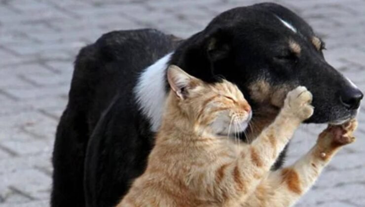 4 Nisan Dünya Sokak Hayvanları Günü’nde uzmanlar tedavide eşitsizliğe dikkat çekti: 'Üretmeyin, sahiplenin'