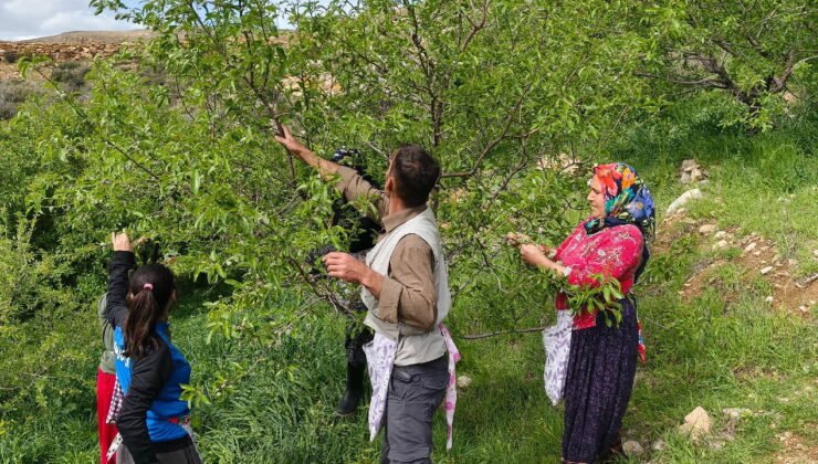 Çermik'te yılın ilk hasadı başladı: Pazarda 160 lira….