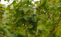 Avrupalıların ayıla bayıla yediği bu meyveyi Türkler evine bile sokmuyor