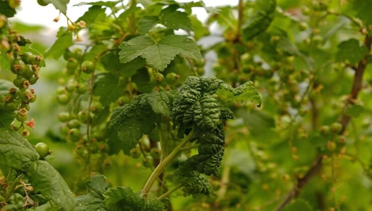 Avrupalıların ayıla bayıla yediği bu meyveyi Türkler evine bile sokmuyor