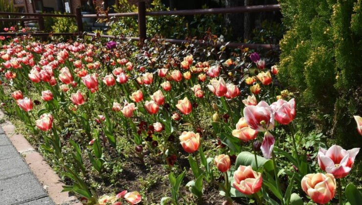İstanbul’da lale zamanı başladı, Pendik Korusu’nda renk cümbüşü yaşandı