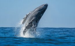 Gri balina popülasyonu 10 yılda yüzde 50 azaldı