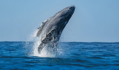 Gri balina popülasyonu 10 yılda yüzde 50 azaldı