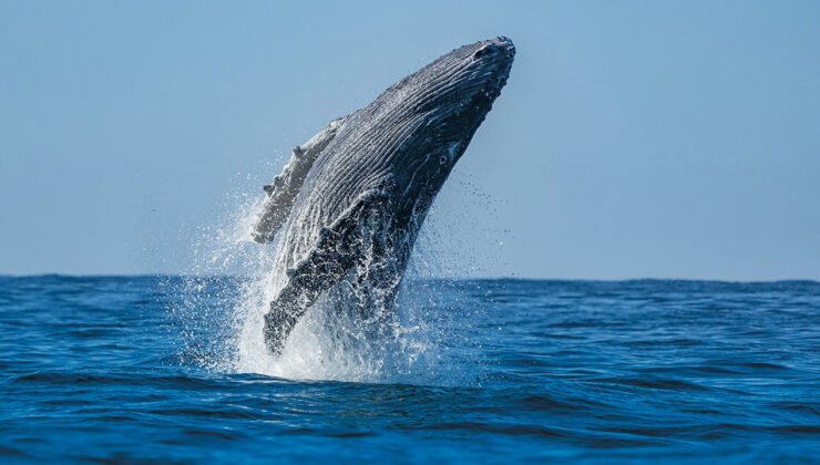 Gri balina popülasyonu 10 yılda yüzde 50 azaldı