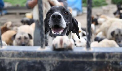 Valilikten Dünya Sokak Hayvanları Günü’nde İBB’ye gönderilen sokak köpekleri talimatına tepki: Katliamın karşısındayız