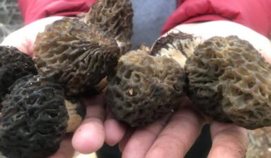 Bin 800 rakımlı dağlardan toplanıp kilosu bin 500 liradan satılıyor