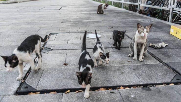 İstismar edilen kedinin tedavisi sürüyor