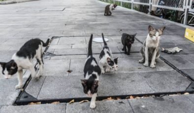 İstismar edilen kedinin tedavisi sürüyor