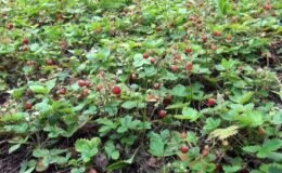 Dağlarda bedavadan yetişiyor: Kilosu 1300 TL