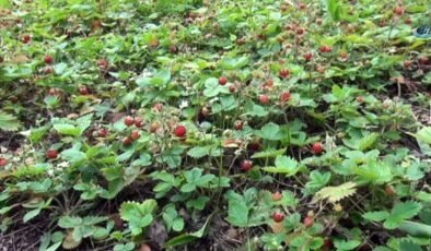 Dağlarda bedavadan yetişiyor: Kilosu 1300 TL