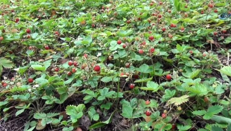 Dağlarda bedavadan yetişiyor: Kilosu 1300 TL