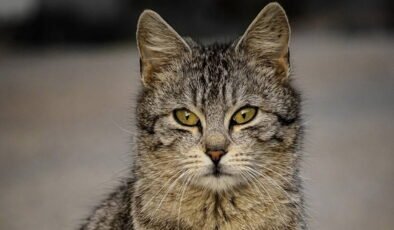 Ümraniye'de acı olay: Kediler terk edilmiş evde açlıktan öldü