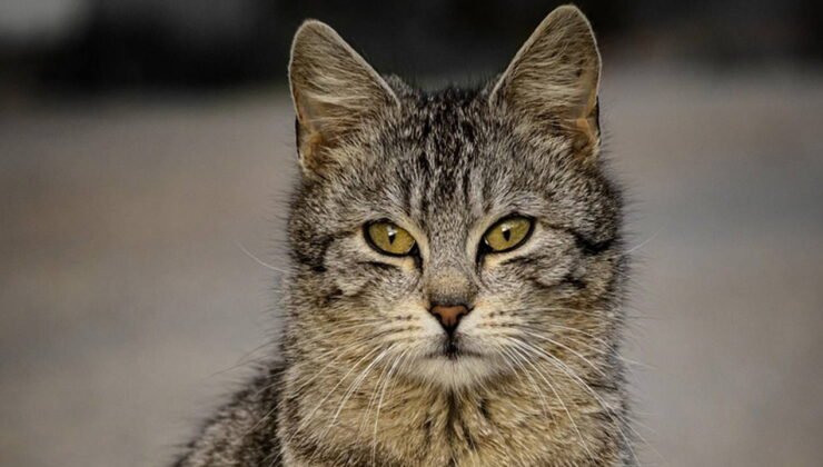 Ümraniye'de acı olay: Kediler terk edilmiş evde açlıktan öldü