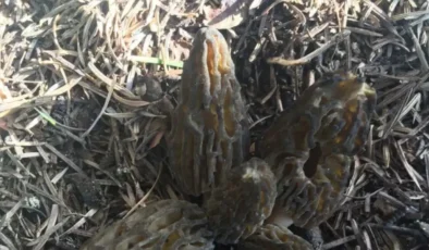 Toroslar'da zorlu mesai: Bu mantarın kilosu 1500 TL’den alıcı buluyor