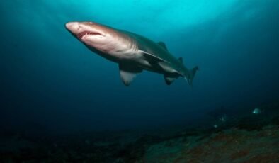 Araştırma: Bahamalar'daki köpek balıklarında kafein, kokain saptandı
