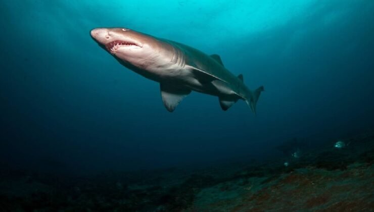 Araştırma: Bahamalar'daki köpek balıklarında kafein, kokain saptandı