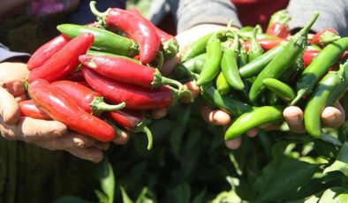 Biber atığı stratejik ürüne dönüştü: Kapsaisinde yerli üretim atağı