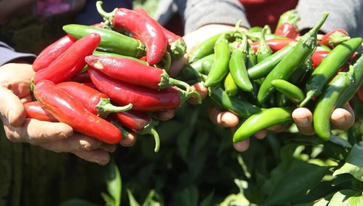 Biber atığı stratejik ürüne dönüştü: Kapsaisinde yerli üretim atağı