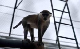 Firari maymun ikinci kez yakalanarak koruma altına alındı