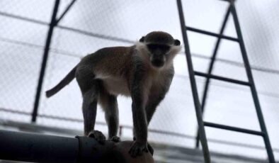 Firari maymun ikinci kez yakalanarak koruma altına alındı