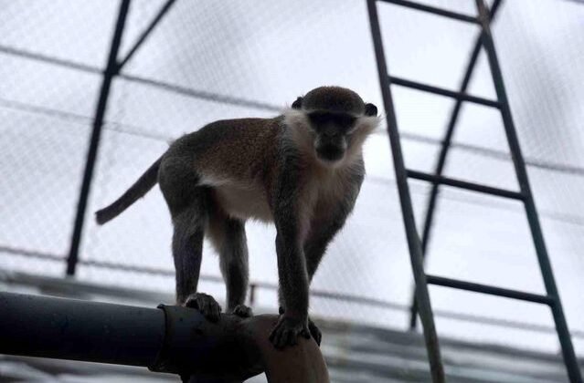 Firari maymun ikinci kez yakalanarak koruma altına alındı