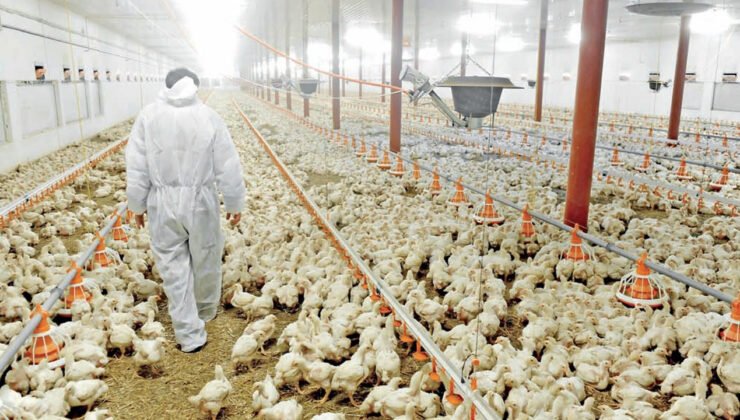 İSHİB Başkanı Sezer: Tavuk tüketiminde 1 kg’lık artış için 500 bin m2 kümes gerekli